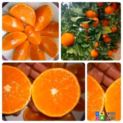 Sweet Pixies oranges 🍊🍊🍊