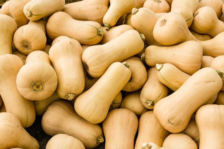 Butternut fresh from farm wholesale