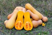 Butternut fresh from farm wholesale