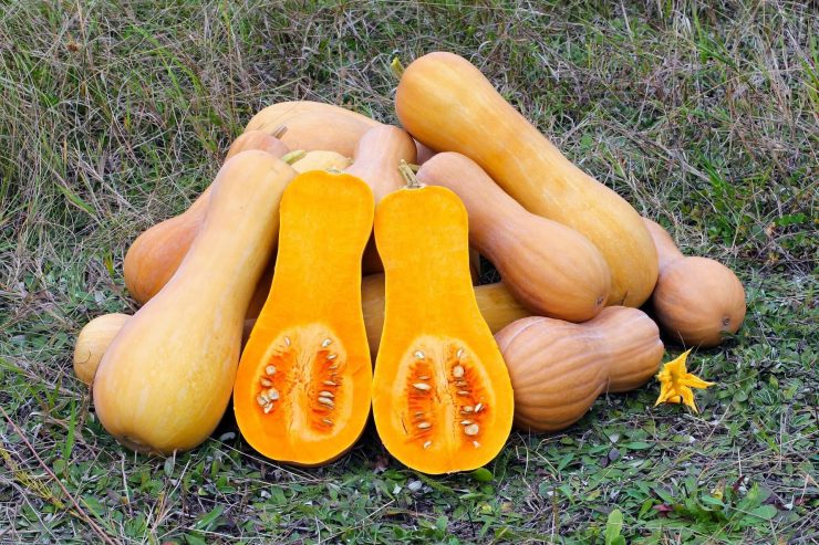 Butternut fresh from farm wholesale