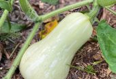 Butternut fresh from farm wholesale