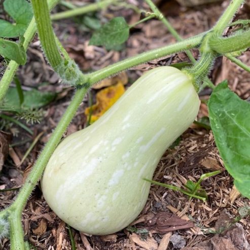 Butternut fresh from farm wholesale