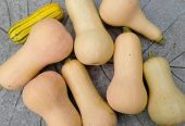 Butternut fresh from farm wholesale