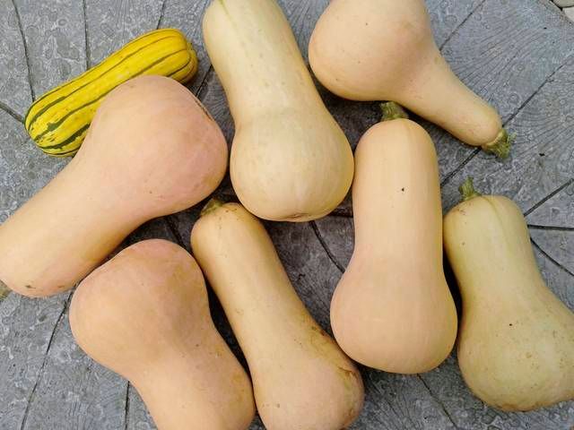 Butternut fresh from farm wholesale